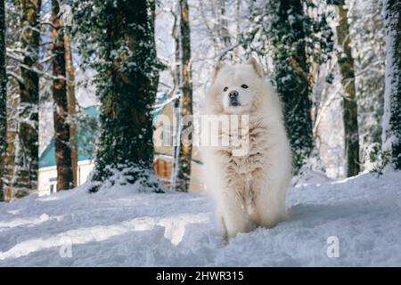 Samoyed Hund auf Schnee im Wald stehen Stockfoto