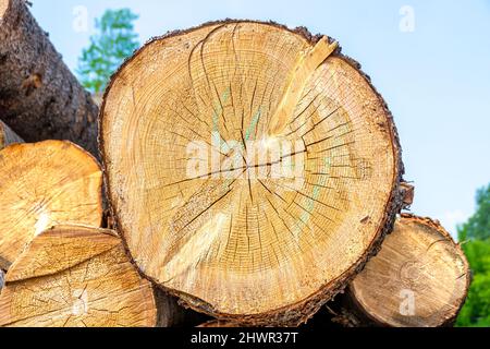 Ein dickes Holz mit radialen Rissen liegt zwischen dünneren Stämmen, die darauf warten, verarbeitet zu werden, um Schnittholz, selektive Fokussierung zu machen Stockfoto