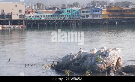 Bunte Holzhäuser auf Pfählen, Säulen oder Pylonen. Seelöwen, gefleckte Robben- und Möwenvögel, Felsen im Meerwasser. Old Fisherman's Wharf, Monterey Bay Harbour, Tierwelt oder Fauna an der kalifornischen Küste, USA. Stockfoto