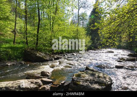 RUR fließt an sonnigen Tagen durch Felsen im Naturpark Eifel, Region Monschau, Deutschland Stockfoto