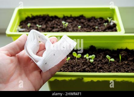 Salatpflanzen auf der Fensterbank des Hauses wachsen im Frühjahr aus weißem Papiersamenband, Hexe hat Pflanzensamen im Inneren. Für ein leichteres Wachstum und eine bessere Teilung. Stockfoto