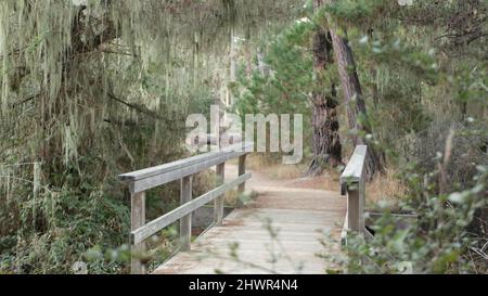 Pfad in Wald oder Wald, Wanderweg oder Fußwege in Hain oder Wald, Point Lobos, Kalifornien, USA. Pfad oder Laufsteg. Nadelbäume, Lace Flechten Moos hängen. Hölzerne Fußgängerbrücke oder Brücke. Stockfoto