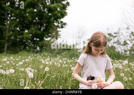 Nettes Mädchen hält Baby Hühner sitzen im Feld der Dandelionen Stockfoto