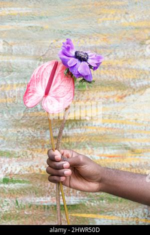Junger Mann, der vor der Wand Flamingo-Lilie und violette Blume hält Stockfoto