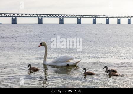 Erwachsener Schwan schwimmt mit Cygnets nahe dem Ufer der Sundstraße mit der Öresund-Brücke im Hintergrund Stockfoto