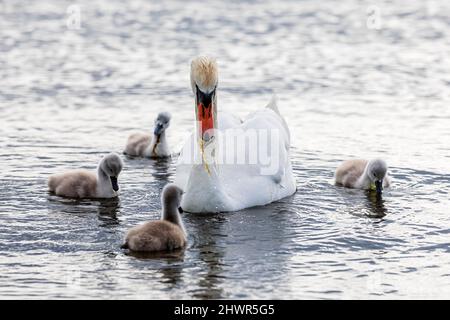 Erwachsener Schwan, der mit Cygnets auf dem Wasser schwimmt Stockfoto