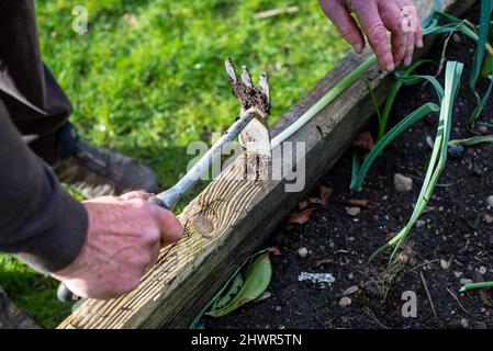 Alter Gärtner schneidet Wurzeln von einem Frühlingszwiebel mit Gartenwerkzeug auf der Holzseite des organischen Gemüsepflanzenpflanzenpflanzenpflanzenpflanzenpflanzenpflanzenpflanzenpflanzengefäßens ab. Stockfoto