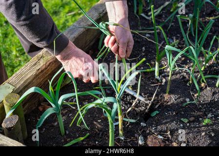 Älterer Mann verwendet eine handgehaltene Rechen-Unkrautwedel, um reife Frühlingszwiebeln aus dem hauseigenen Bio-Gemüsegartentopf zu ziehen. Stockfoto