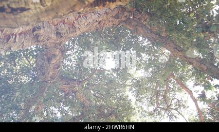 Großer Korkbaum oder großer Korkholzstamm, Äste und Baldachin Laub von unten, Blattansicht aus tiefem Winkel. Bewachsener Wald oder Wald, unter üppigem Grün von riesigen riesigen Pflanzen. Grüne Blätter im Sonnenlicht. Stockfoto