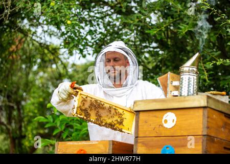 Imker hält eine Honigwabe voller Bienen, professioneller Imker in schützender Arbeitskleidung, der den Wabenrahmen auf dem Bienenstock inspiziert. Imker erntet Stockfoto