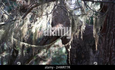 Lace Flechten Moos hängen, Bäume Zweige im Wald. Tiefes, surreales Holz, märchenhafter alter Hain oder Fantasy-Wald. Pflanzen, die mit Parasitenpilzen oder Pilzen bedeckt sind. Point Lobos, Monterey Flora, Kalifornien, USA Stockfoto