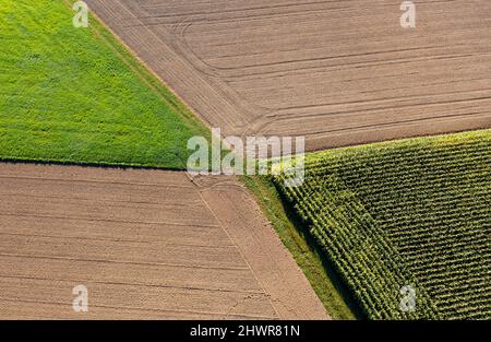 Drohnenansicht von Maisfeldern und geernteten Feldern Stockfoto