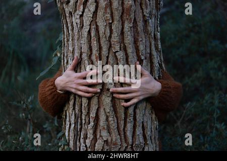 Die Hände der Frau umarmen den Baum im Wald Stockfoto