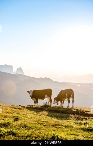 Italien, Südtirol, Sonnenuntergang über zwei Kühen auf der Seiser Alm Stockfoto