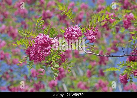 Zweig mit Blättern und Blüten von Robinia x margaretta rosa Kaskade, Robinia hispida rosea, Fabaceae Stockfoto