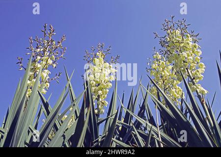 Maiglöckchen-Yucca in Blüte, Yucca filamentosa, Agavaceae Stockfoto