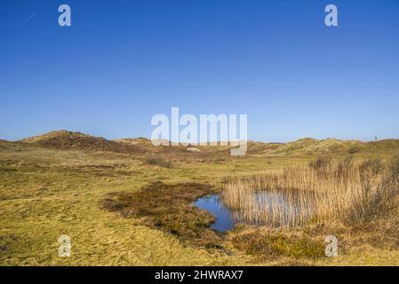 Callantsoog, Niederlande, Februar 2022. Die Dünenlandschaft des Naturschutzgebietes Zwanenwater in Callantsoog. Hochwertige Fotos Stockfoto