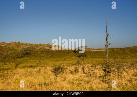 Callantsoog, Niederlande, Februar 2022. Die Dünenlandschaft des Naturschutzgebietes Zwanenwater in Callantsoog. Hochwertige Fotos Stockfoto