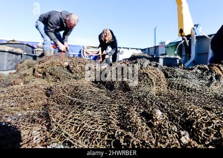 Kiel, Deutschland. 07. März 2022. An Bord des Forschungsschiffs MS Haithabu liegt eine wiedergewonnene Fischfalle. Gemeinsam mit dem Schleswig-holsteinischen Umweltministerium hat die WWF-Umweltstiftung am 07.03.2022 eine verlorene Fischfalle in der Ostsee vor Kiel geborgen. Die sogenannten Geisternetze stellen eine Gefahr für Fische und Seevögel dar. Sie können auch zu Todesfallen für Robben und Schweinswale werden, wenn die Tiere in ihnen gefangen werden. Quelle: Frank Molter/dpa/Alamy Live News Stockfoto