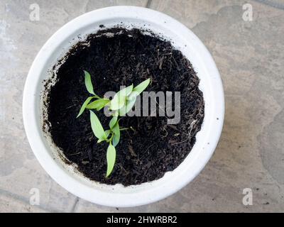 Draufsicht auf Paprika (Capsicum annuum)-Sämlinge, die in einem kleinen weißen Blumentopf im Garten wachsen. Stockfoto