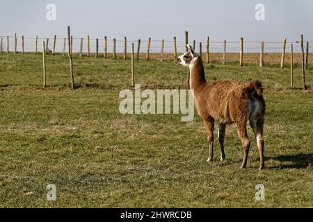 Paris, Frankreich. 06. März 2022. Lama, der am 5. März 2022 in seiner-et-Marne, Frankreich, auf einem Feld steht. Stockfoto