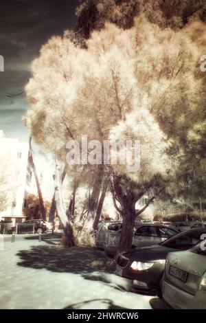 Infrarot-Fotografie - ir-Foto von Landschaft mit Baum unter dem Himmel mit Wolken - die Kunst unserer Welt und Pflanzen in der Stockfoto