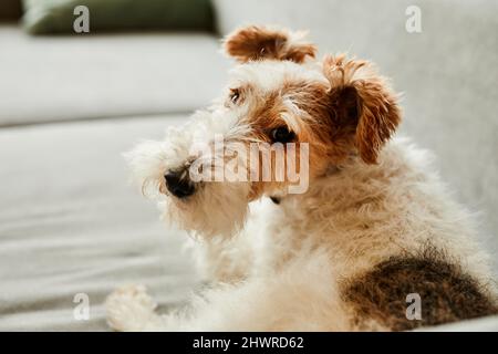 Gemütliches Porträt eines zotteligen Hundes, der zu Hause auf dem Sofa liegt, beleuchtet von Sonnenlicht, Kopierraum Stockfoto