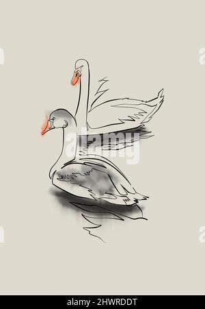 Gans und Schwan, Zeichnung, durchgehende Linie mit Aquarell-Touch Stockfoto