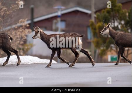 Gämsen in der Stadt. Drei rupicapra rupicapra, die in der Schweiz auf der Straße spazieren. Entwaldung und Umweltschutz Konzept. Stockfoto