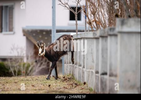 Gämsen in der Stadt. Eine rupicapra rupicapra springt vom Zaun in der Schweiz. Entwaldung und Umweltschutz Konzept. Stockfoto