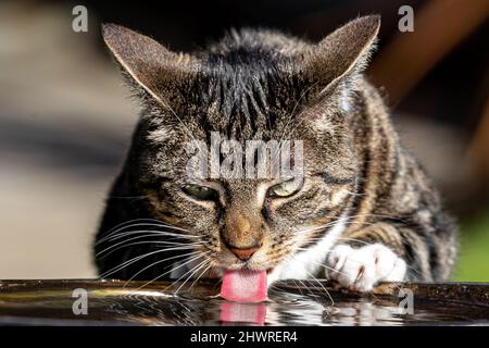 Eine Hauskatze, die aus einem Vogelbad Wasser klatscht Stockfoto