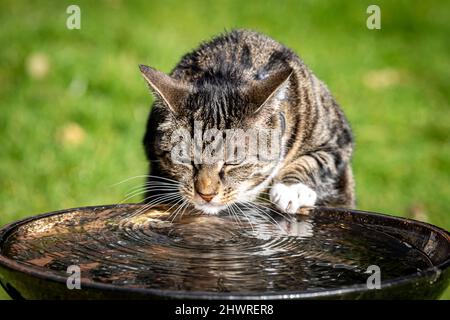 Eine Hauskatze, die aus einem Vogelbad Wasser klatscht Stockfoto