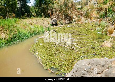 Bäume, die am Ufer des Flusses Ewaso Ngiro in Kenia wachsen Stockfoto