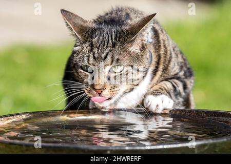 Eine Hauskatze, die aus einem Vogelbad Wasser klatscht Stockfoto