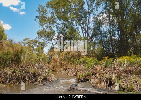 Bäume, die am Ufer des Flusses Ewaso Ngiro in Kenia wachsen Stockfoto