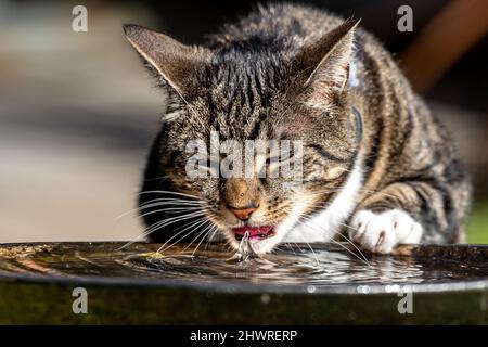 Eine Hauskatze, die aus einem Vogelbad Wasser klatscht Stockfoto