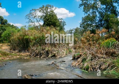 Bäume, die am Ufer des Flusses Ewaso Ngiro in Kenia wachsen Stockfoto