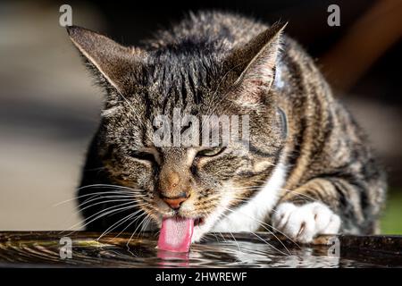 Eine Hauskatze, die aus einem Vogelbad Wasser klatscht Stockfoto