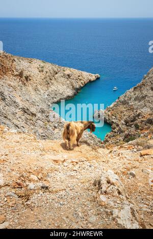 Ziege über dem berühmten Strand Seitan Limani auf Kreta, Griechenland Stockfoto