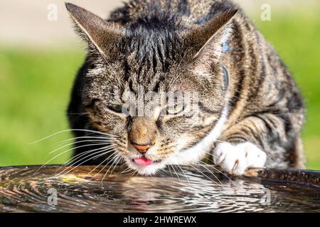 Eine Hauskatze, die aus einem Vogelbad Wasser klatscht Stockfoto