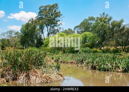 Bäume, die am Ufer des Flusses Ewaso Ngiro in Kenia wachsen Stockfoto