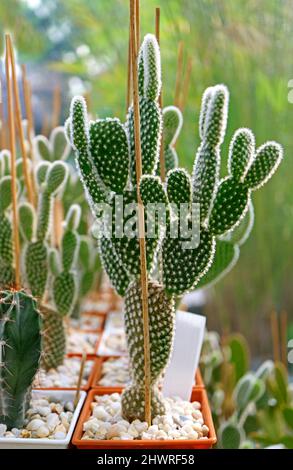 Entzückende Kaktus oder Opuntia Microdasys im Garten Stockfoto
