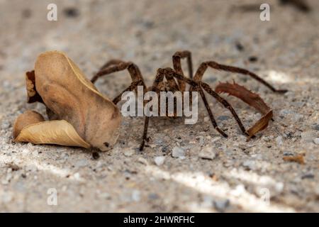 Zoropsis spinimana, Stachelwolf-Spinne Stockfoto