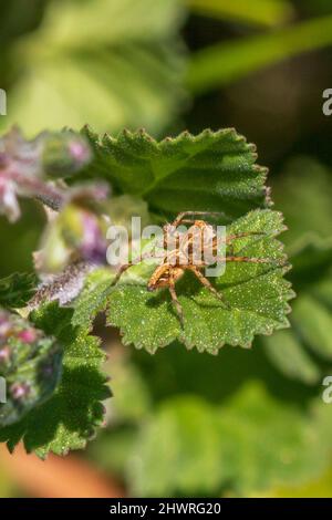 Oxyopes heterophthalmus, Grass Lynx Spider on a Leaf Stockfoto