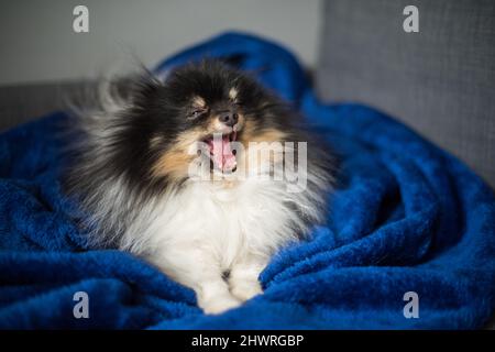 Pommersche Spitz liegt zu Hause auf dem Sofa Stockfoto