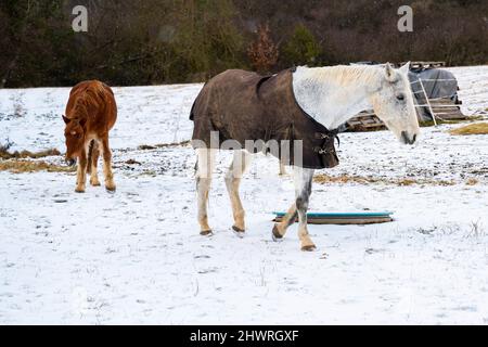 Zwei Pferde (braun und weiß) auf schneebedeckter Weide im Corral. Weißes Pferd hat Leder Winter Proof Decke. Stockfoto