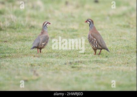 Rotbeinige Rebhuhn (Alectoris rufa) zwei Männchen wetteifern um ein Weibchen, das sich gut links vom Bild befindet. Stockfoto