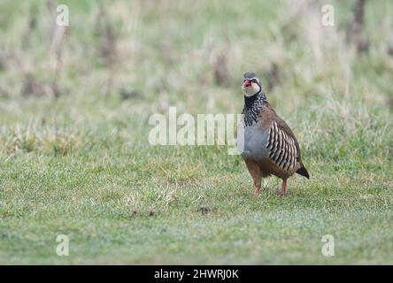 Rothuhn (Alectoris Rufa) Stockfoto