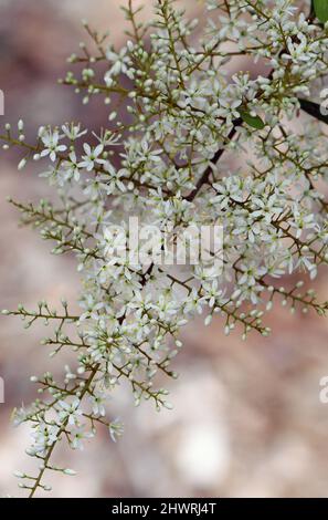 Zart duftende, weiße Blüten des australischen einheimischen Blackthorn, Bursaria spinosa, Familie Pittosporaceae. Endemisch im Osten und Südosten Australiens Stockfoto