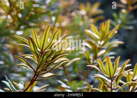 Naturhintergrund von bunten hinterleuchteten Blättern der australischen Farn Leaved Banksia, Banksia oblongifolia, Familie Proteaceae, in Sydney Stockfoto